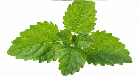 نعناع هندی (پچولی)