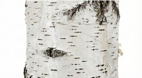چوب درخت توس (Birch)