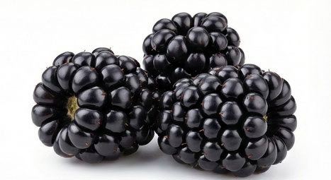 تمشک سیاه (Blackberry)