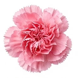 گل میخک
