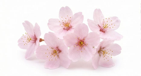 شکوفه گیلاس (Sakura)