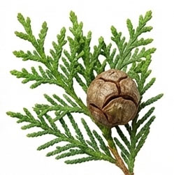سرو (Cypress)