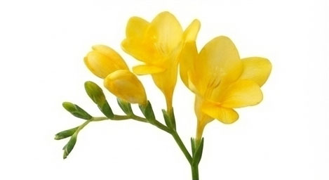 گل فری zia (Freesia)
