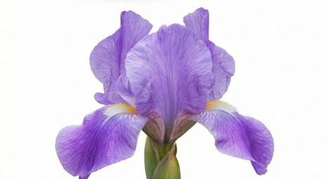 گل زنبق (Iris)