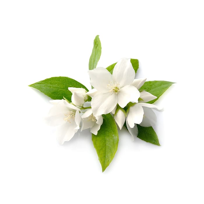 یاس