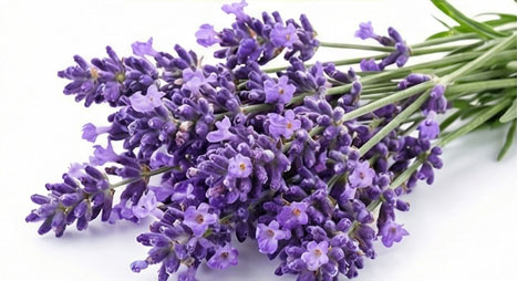 اسطوخودوس (لاوندر)