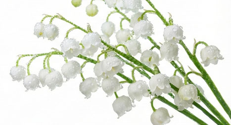 گل موگه (زنبق دره)