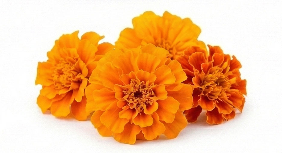 گل همیشه بهار (Marigold)