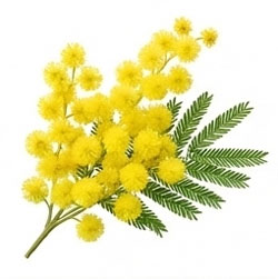 گل میموزا