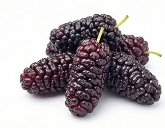 توت سیاه (Mulberry)