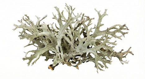 خزه بلوط (Oakmoss)