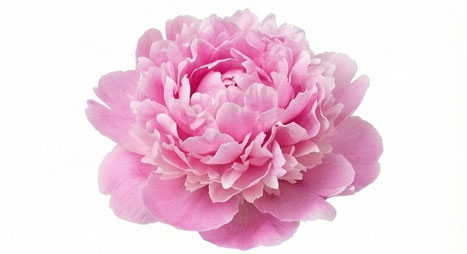 گل صدتومانی (Peony)