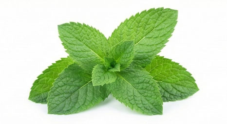 نعناع فلفلی (Peppermint)