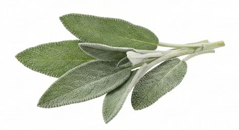 مریم گلی (Sage)