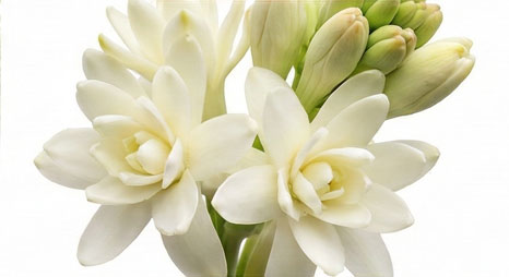 گل مریم (Tuberose)