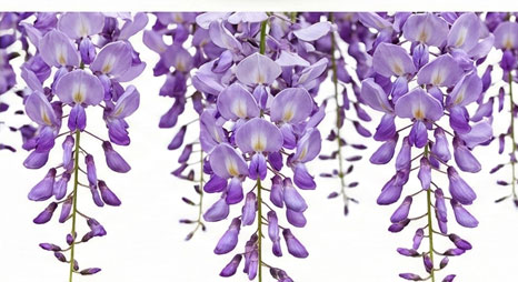 گل ویستریا (گلیسین)