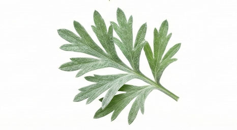 افسنتین (Wormwood)